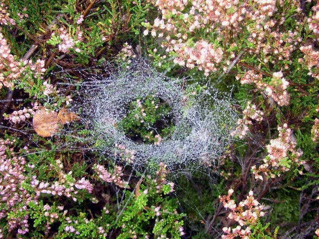 2007 10 Bois de Rochefort 18